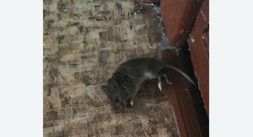 Дезинфекция от мышей в Бирске